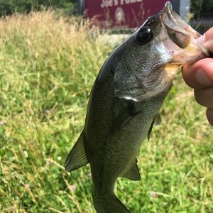 Meet your Posher, Joe